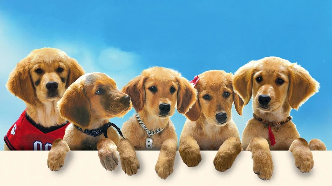 Buddies Collection