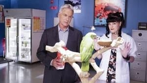 NCIS 14. Sezon 3. Bölüm