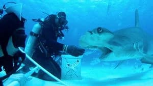 All the Sharks 1. Sezon 6. Bölüm