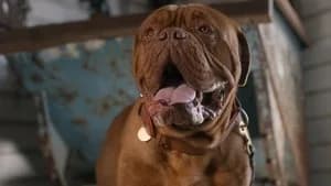 Turner & Hooch 1. Sezon 12. Bölüm