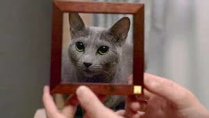 Cat People 1. Sezon 3. Bölüm