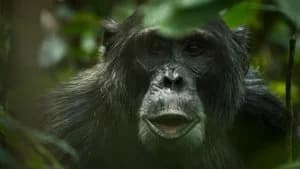 Chimp Empire 1. Sezon 4. Bölüm