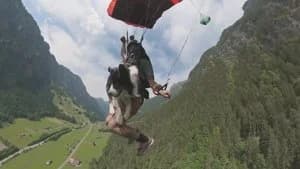 The Secret Life of Our Pets 1. Sezon 2. Bölüm
