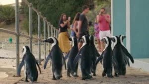 Penguin Town 1. Sezon 6. Bölüm