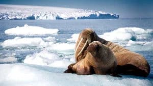 Blue Planet II 1. Sezon 1. Bölüm