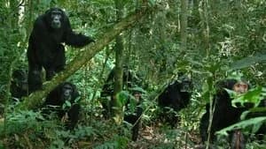 Chimp Empire 1. Sezon 2. Bölüm