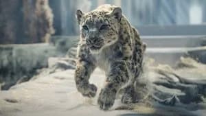 His Dark Materials 3. Sezon 7. Bölüm