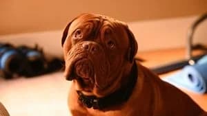 Turner & Hooch 1. Sezon 2. Bölüm