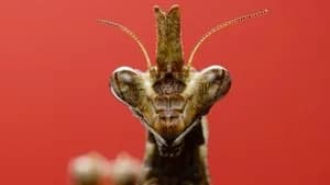 A Real Bug's Life 1. Sezon 3. Bölüm