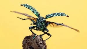 A Real Bug's Life 2. Sezon 4. Bölüm