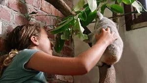 Izzy's Koala World 2. Sezon 3. Bölüm