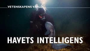 Vetenskapens värld 51. Sezon 9. Bölüm