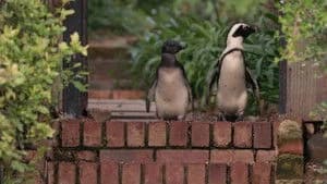 Penguin Town 1. Sezon 7. Bölüm