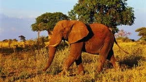 Big Beasts: Last of the Giants 1. Sezon 3. Bölüm