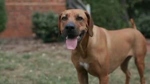 Dogs 2. Sezon 2. Bölüm