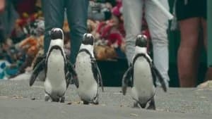 Penguin Town 1. Sezon 1. Bölüm