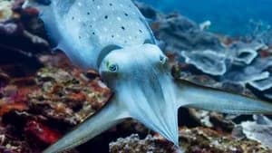 Blue Planet II 1. Sezon 3. Bölüm