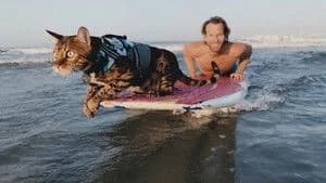 Cat People 1. Sezon 6. Bölüm