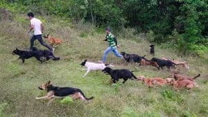 Dogs 1. Sezon 5. Bölüm