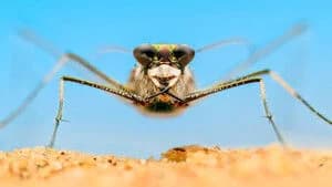 A Real Bug's Life 2. Sezon 2. Bölüm