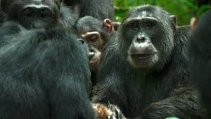 Chimp Empire 1. Sezon 3. Bölüm