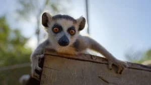 Born to Be Wild 1. Sezon 4. Bölüm