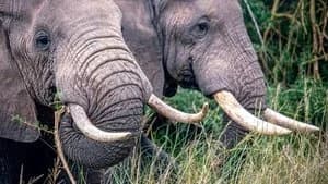 Secrets of the Elephants 1. Sezon 1. Bölüm