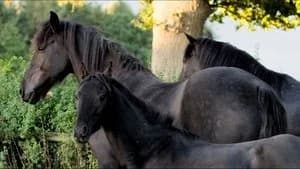 Free Rein 3. Sezon 5. Bölüm