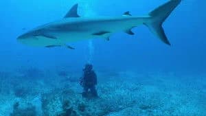 All the Sharks 1. Sezon 5. Bölüm