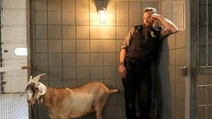 Animal Control 3. Sezon 3. Bölüm
