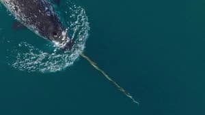 Our Oceans 1. Sezon 4. Bölüm