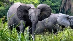 Secrets of the Elephants 1. Sezon 3. Bölüm