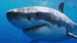 All the Sharks 1. Sezon 4. Bölüm