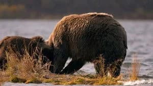 Alaska's Grizzly Gauntlet 1. Sezon 1. Bölüm
