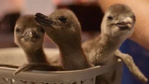 Born to Be Wild 1. Sezon 3. Bölüm