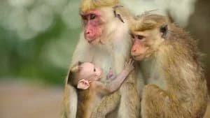 Wild Babies 1. Sezon 6. Bölüm