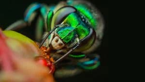 A Real Bug's Life 1. Sezon 2. Bölüm