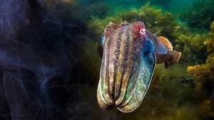 Blue Planet II 1. Sezon 5. Bölüm