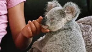 Izzy's Koala World 2. Sezon 6. Bölüm