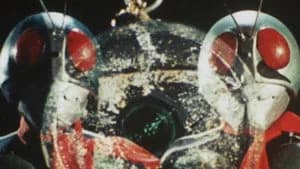 仮面ライダー 2. Sezon 21. Bölüm