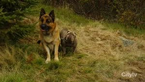 Hudson & Rex 8. Sezon 9. Bölüm