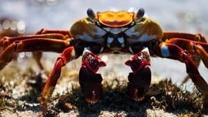 Blue Planet II 1. Sezon 6. Bölüm