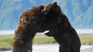 Big Beasts 1. Sezon 6. Bölüm