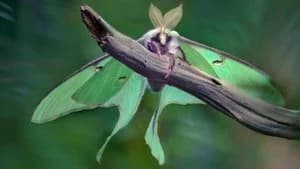 A Real Bug's Life 2. Sezon 1. Bölüm