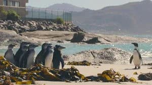 Penguin Town 1. Sezon 8. Bölüm
