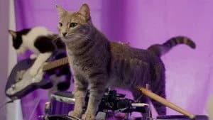 Cat People 1. Sezon 2. Bölüm