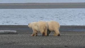 Alaska's Grizzly Gauntlet 1. Sezon 2. Bölüm