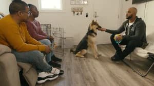 Canine Intervention 1. Sezon 2. Bölüm