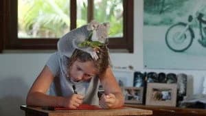 Izzy's Koala World 1. Sezon 2. Bölüm