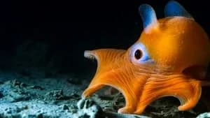 Blue Planet II 1. Sezon 2. Bölüm